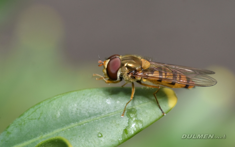 Marmalade Fly (male, Episyrphus balteatus)